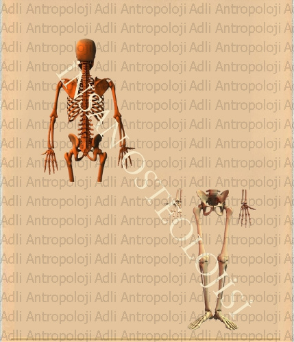 http://www.adliantropoloji.com/images/insaniskeleti.jpg