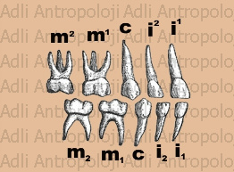 http://www.adliantropoloji.com/images/s%c3%bct%20di%c5%9fleri.jpg