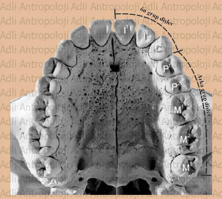 http://www.adliantropoloji.com/images/di%c5%9fgrup.jpg