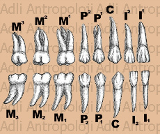 http://www.adliantropoloji.com/images/daimi%20di%c5%9f.jpg