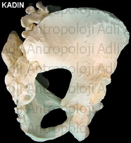http://www.adliantropoloji.com/images/tmp5714.png