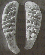 http://www.adliantropoloji.com/images/tmpE7B0.png