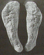 http://www.adliantropoloji.com/images/tmp32A5.png