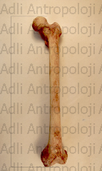 http://www.adliantropoloji.com/images/tmpAE0E.png